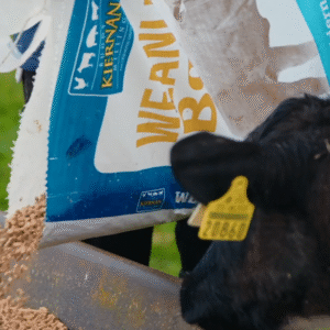 Weanling Builder 16%