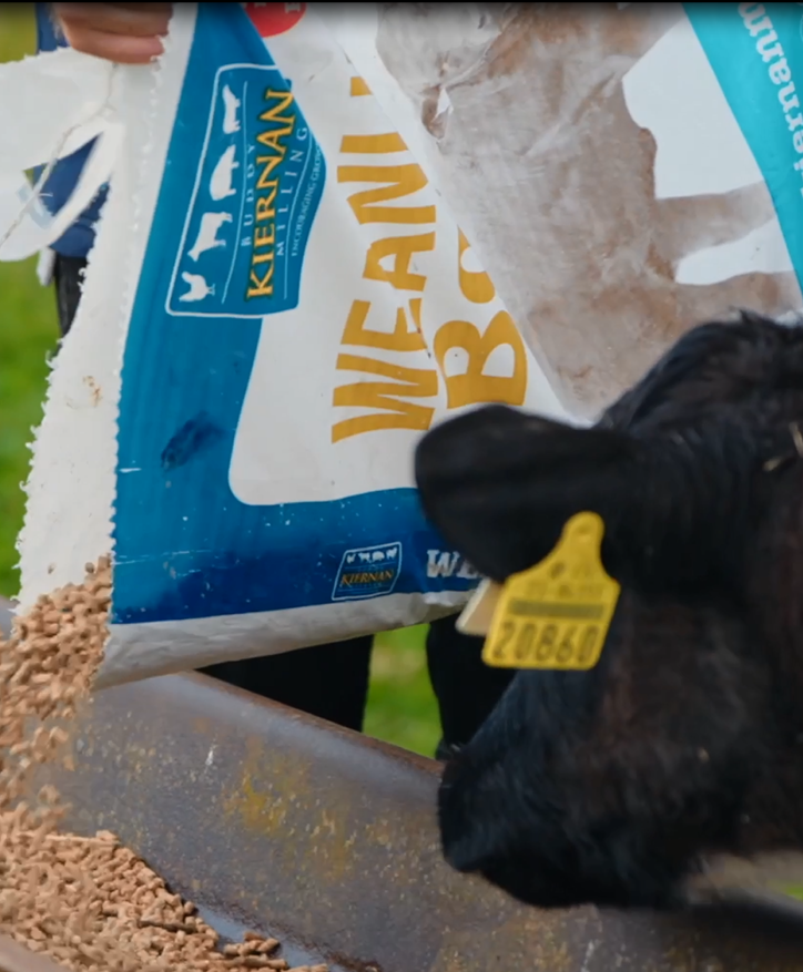 Weanling Boost