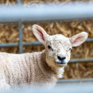 Intensive Lamb Pencils - Lamb Finishing Nut